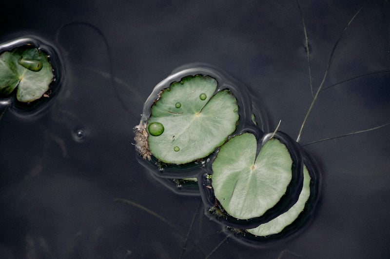 Lotus flower